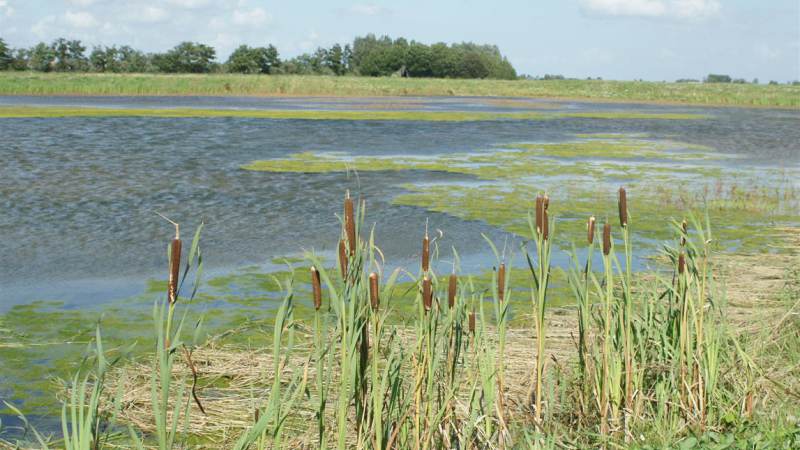 D66 Waterland: Waterland wil proef om bodemdaling te stoppen