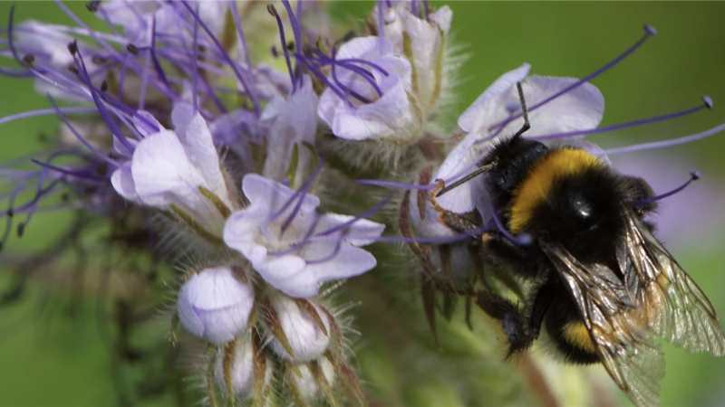 Help de bijen, maak kennis met de bijenstichting