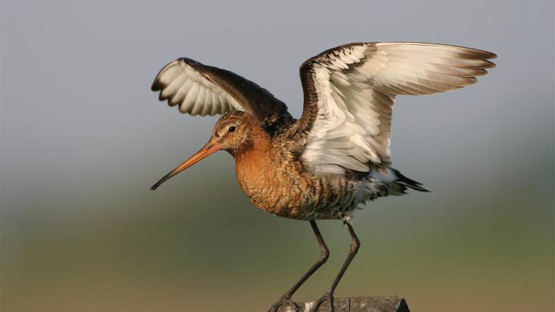 Vrijwilliger worden bij Landschap Noord-Holland en weidevogels beschermen