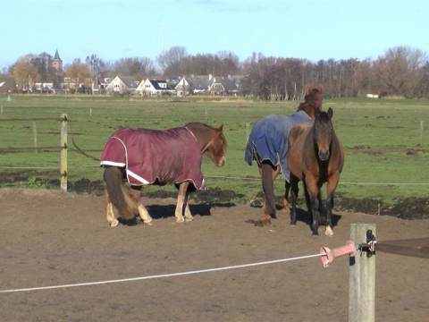 Paardenvirus heerst niet meer bij Stal Dobber in Zuiderwoude