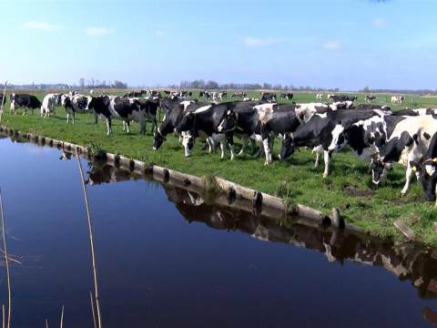 Koeien van Waterland dansen weer de wei in